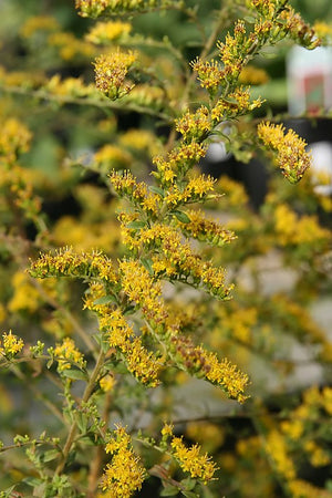 Solidago rugosa Fireworks Golden Rod Image Credit: Photo by David J. Stang, CC BY-SA 4.0 <https://creativecommons.org/licenses/by-sa/4.0>, via Wikimedia Commons
