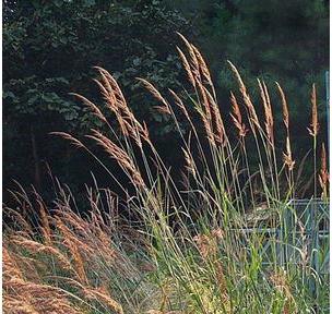 Sorghastrum nutans Indian Grass