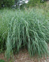 Sorghastrum nutans Indian Grass Image Credit: North Creek Nurseries