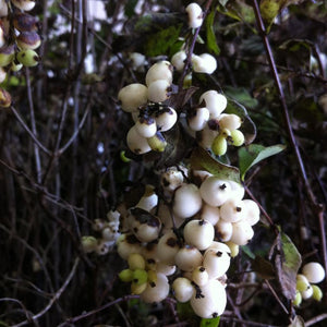 Symphoricarpos albus Snowberry Img Credit NVK Nurseries