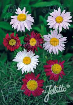 Tanacetum coccineum Giant Robinson Mix Golden Buttons Image Credit: Jelitto Seed