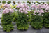 Thalictrum aquilegifolium Nimbus Pink Meadow Rue image credit Ball Horticulture COmpany