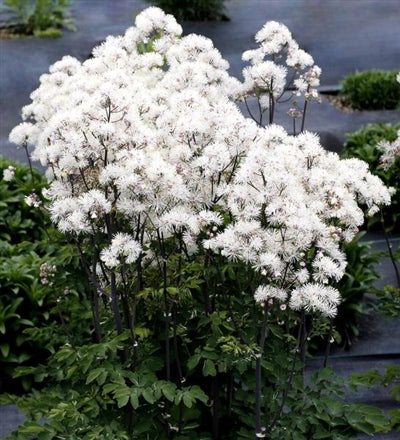 Thalictrum aquilegifolium Nimbus White Meadow Rue image credit Ball Horticulture Company