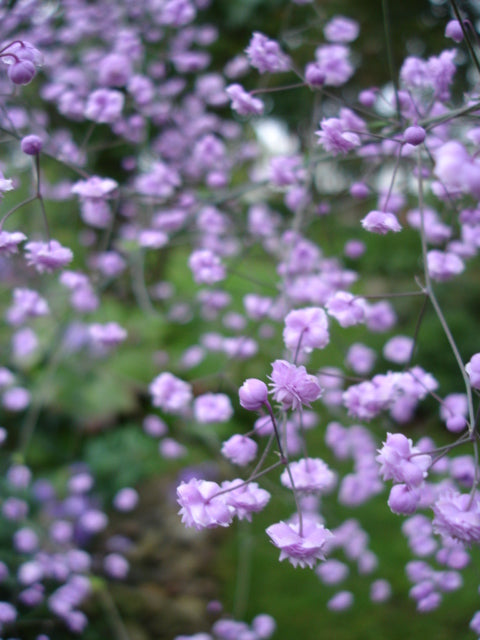Thalictrum delavayi Hewitt's Double Meadow Rue Image Credit: Epibase, CC BY-SA 3.0 <https://creativecommons.org/licenses/by-sa/3.0>, via Wikimedia Commons