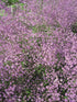 Thalictrum delavayi Hewitt's Double Meadow Rue Image Credit: Ball Horticulture Company