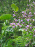 Thalictrum rochebrunianum Meadow Rue Image Credit: peganum from Henfield, England, CC BY-SA 2.0 <https://creativecommons.org/licenses/by-sa/2.0>, via Wikimedia Commons