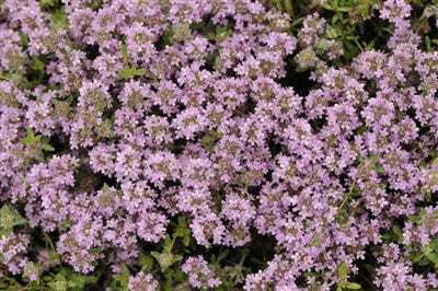 Thymus serphyllum Magic Carpet Thyme