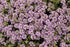 Thymus serphyllum Magic Carpet Thyme image credit Walters Gardens Inc