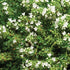 Thymus praecox Albiflorus Thyme Image Credit: Ball Horticulture Company