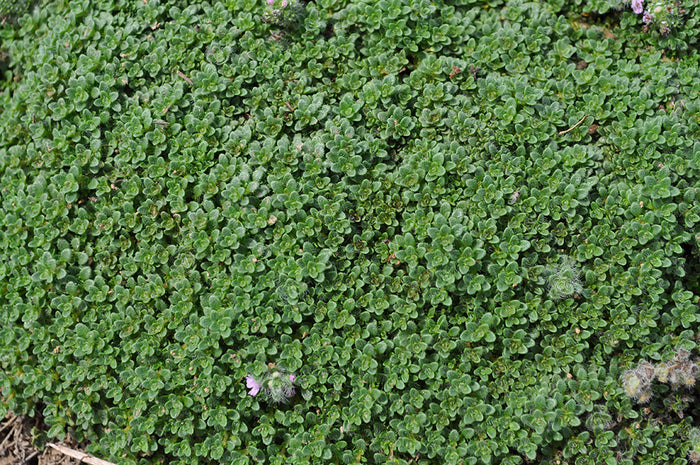 Thymus praecox Elfin Thyme