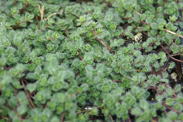 Thymus pseudolanuginosus Woolly Thyme Thyme Image Credit: Photo by David J. Stang, CC BY-SA 4.0 <https://creativecommons.org/licenses/by-sa/4.0>, via Wikimedia Commons