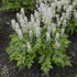 Tiarella hybrid Cutting Edge PW Foam Flower image credit Walters Gardens