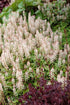 Tiarella hybrid Sugar and Spice Foam Flower image credit Terra Nova