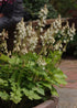 Tiarella cordifolia Foam Flower Image Credit: North Creek Nurseries