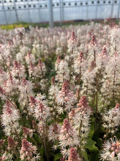 Tiarella hybrid Pink Skyrocket Foam Flower