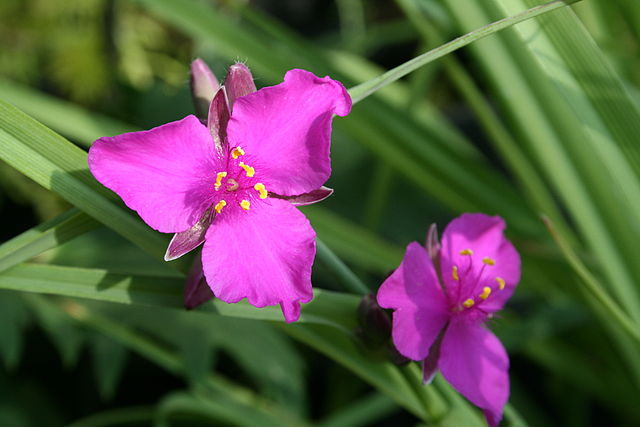 Tradescantia andersoniana Red Grape Spiderwort Image Credit: Jean-Pol GRANDMONT, CC BY 3.0 <https://creativecommons.org/licenses/by/3.0>, via Wikimedia Commons