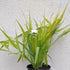 Tradescantia hybrid Angelic Charm Spiderwort Image Credit: Chaz Morenz 2022-05-26