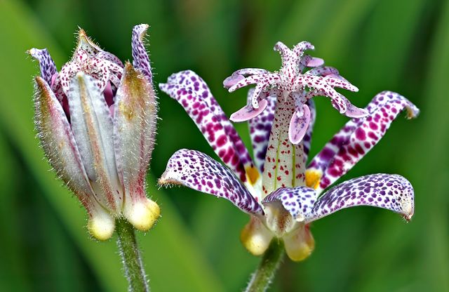 Tricyrtis hirta Japanese Toad Lily