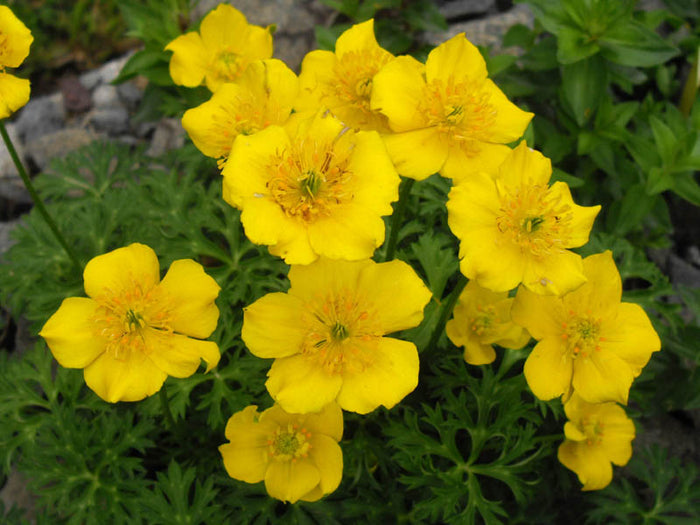 Trollius pumilus Globe Flower