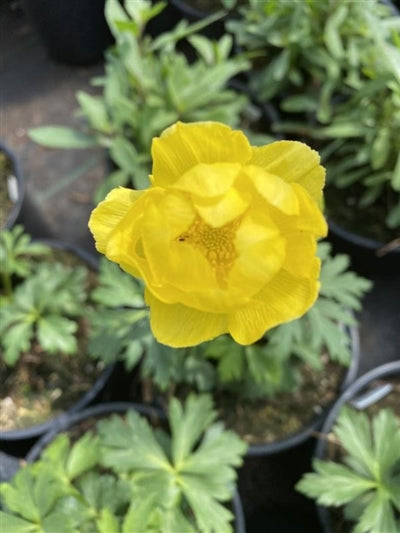 Trollius europaeus Lemon Supreme Globe Flower