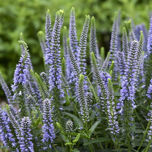 Veronica hybrid Magic Show Ever After PW Speedwell image credit Walters Gardens