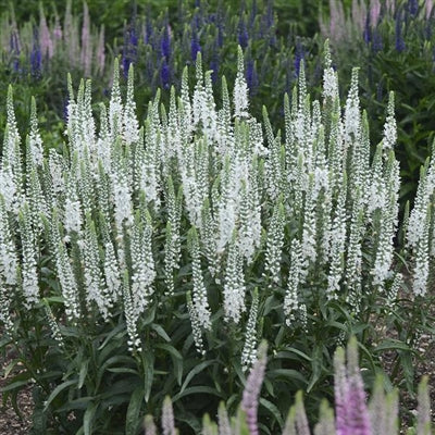 Veronica hybrid Magic Show White Wands PW Speedwell image credit Walters Gardens