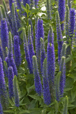 Veronica spicata Royal Candles Speedwell image credit Photo credit: Walters Gardens Inc.