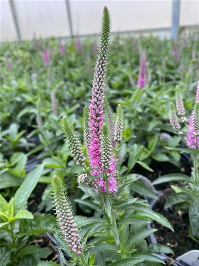 Veronica hybrid Magic Show Pink Potions PW Speedwell Image Credit: Millgrove Perennials