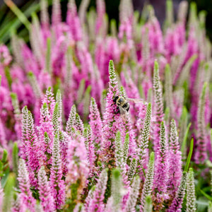 Veronica hybrid Magic Show Pink Potions PW Speedwell Image Credit: Walters Gardens, Inc