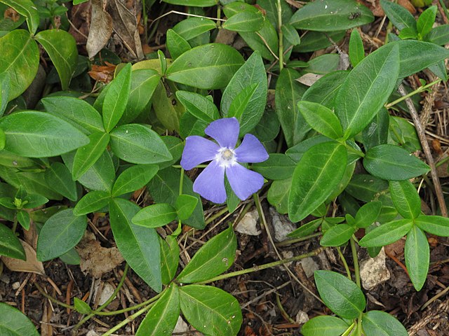 Vinca minor Periwinkle