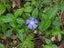 Vinca minor Periwinkle Image Credit:Robert Flogaus-Faust, CC BY 4.0 <https://creativecommons.org/licenses/by/4.0>, via Wikimedia Commons