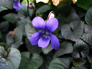 Viola labradorica Purple Labrador Violet Image Credit:David  Eickhoff from Pearl City, Hawaii, USA, CC BY 2.0 <https://creativecommons.org/licenses/by/2.0>, via Wikimedia Commons