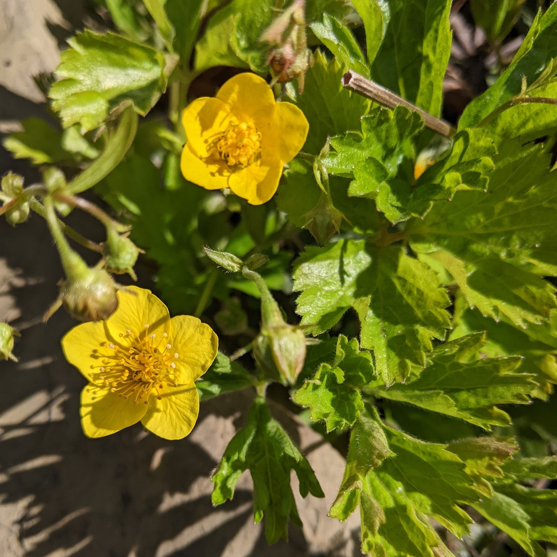 Waldsteinia fragaroides Barren Strawberry Image Credit: Chaz Morenz
