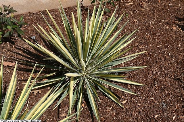 Yucca filamentosa Colour Guard Adam's Needle Image Credit: Photo by David J. Stang, CC BY-SA 4.0 <https://creativecommons.org/licenses/by-sa/4.0>, via Wikimedia Commons