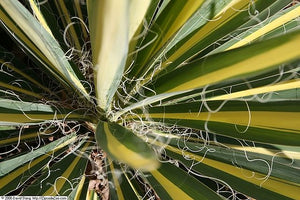 Yucca filamentosa Colour Guard Adam's Needle Image Credit:Photo by David J. Stang, CC BY-SA 4.0 <https://creativecommons.org/licenses/by-sa/4.0>, via Wikimedia Commons