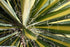Yucca filamentosa Colour Guard Adam's Needle Image Credit:Photo by David J. Stang, CC BY-SA 4.0 <https://creativecommons.org/licenses/by-sa/4.0>, via Wikimedia Commons