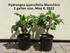 Hydrangea quercifolia Munchkin Photo Taken May 4, 2022 Image Credit: Chaz Morenz