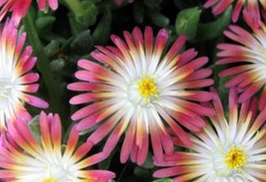 Delosperma (hardy ice plant) cooperi Jewel of the Desert Ruby image credit Ball Horticultural Company